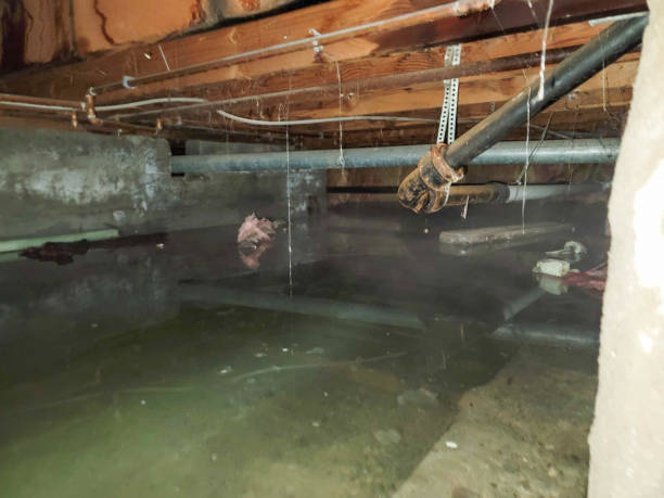 Best Carpet water damage restoration  in Athens, OH